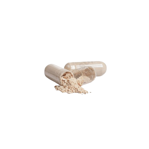 Cordyceps Mushroom